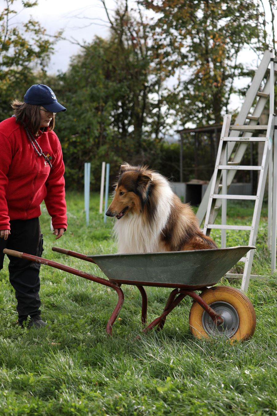 Hund